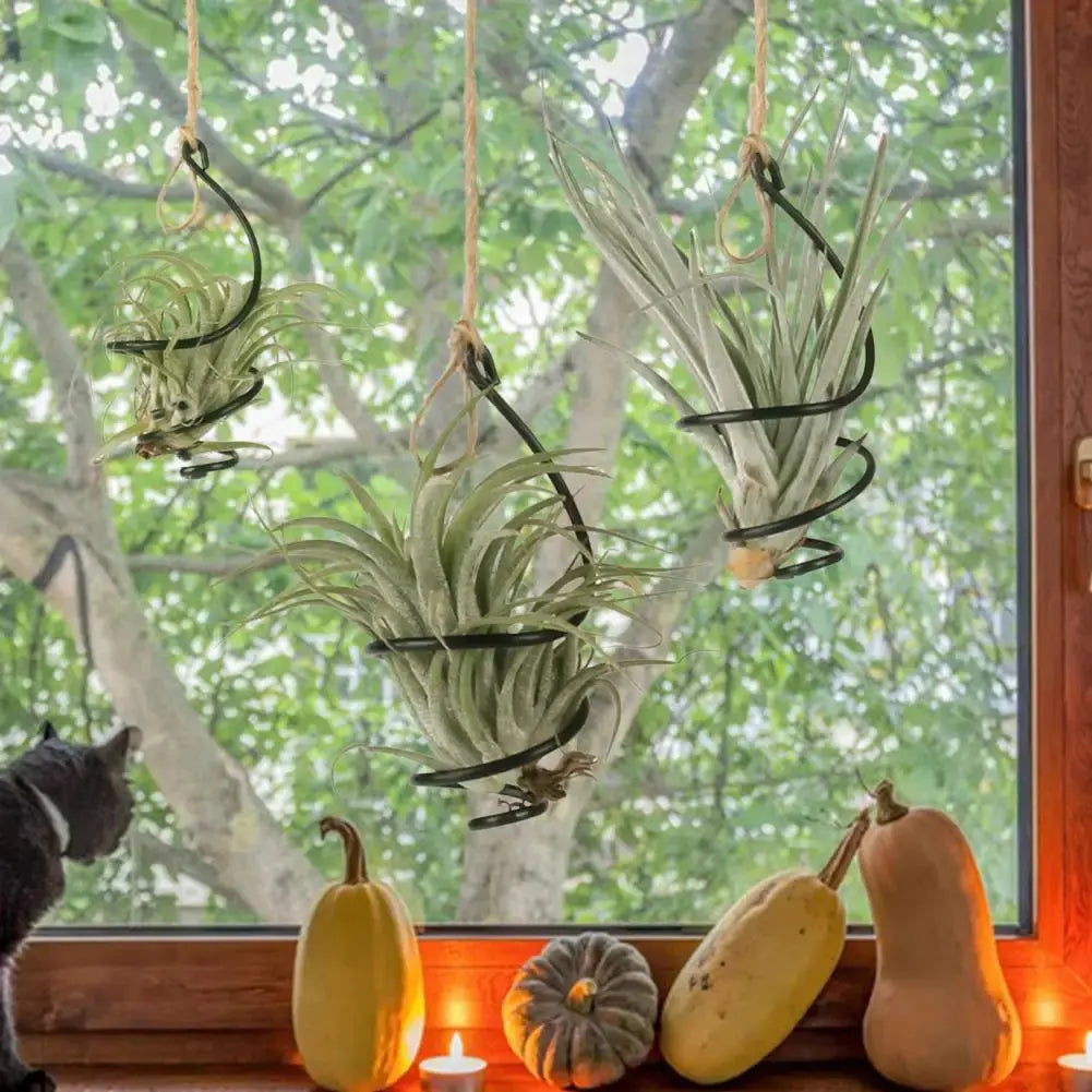 Metal swirl air plant holders for Tillandsia

