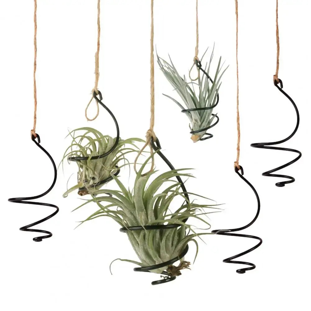 Elegant air plant stands in modern metal design