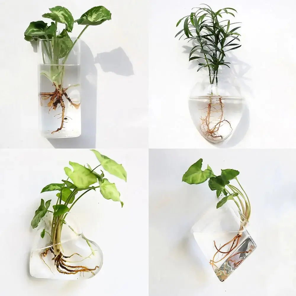 Cone-shaped transparent wall vase for hydroponic plants

