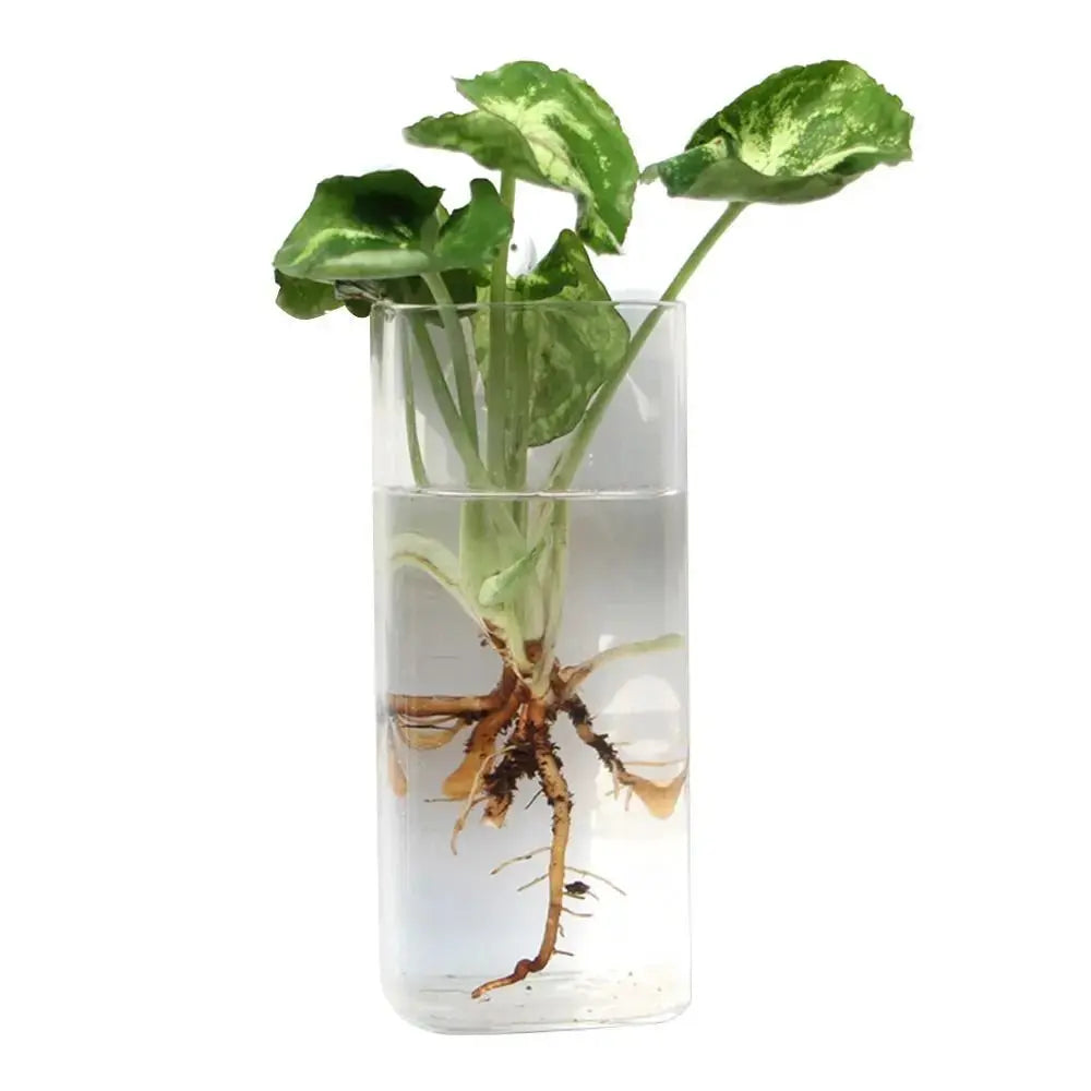 Clear hydroponic planter vase for indoor décor