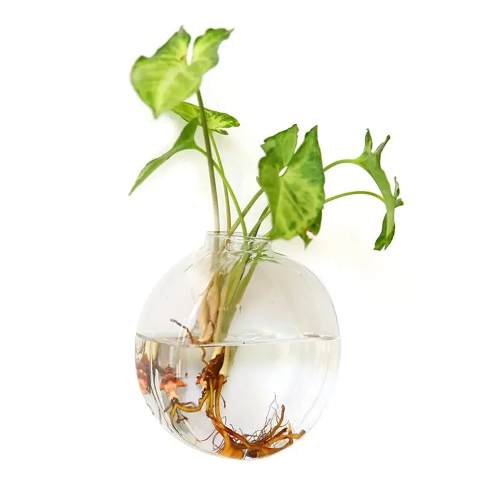 Transparent cone planter ideal for vertical gardens