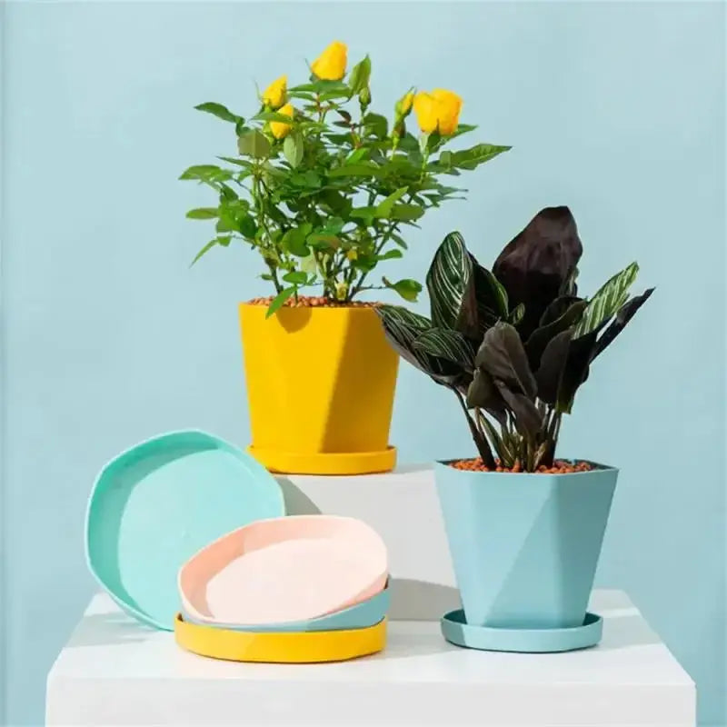 Small plant pot perfect for desks or shelves


